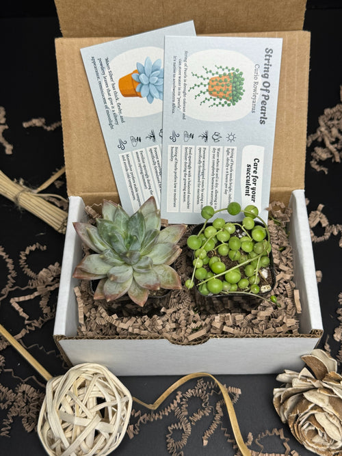 succulent plants subscription Succly Subscription Box