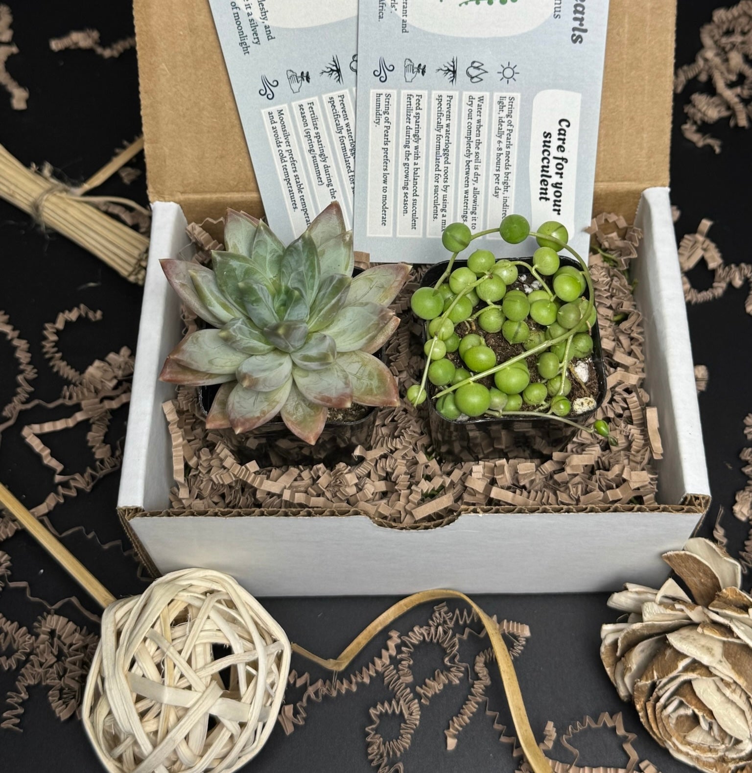 succulent leshy Succly Subscription Box