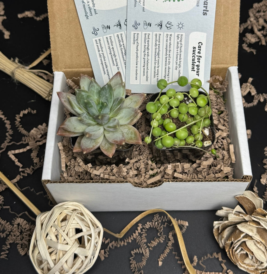 Succly Subscription Box