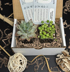 Succly Subscription Box