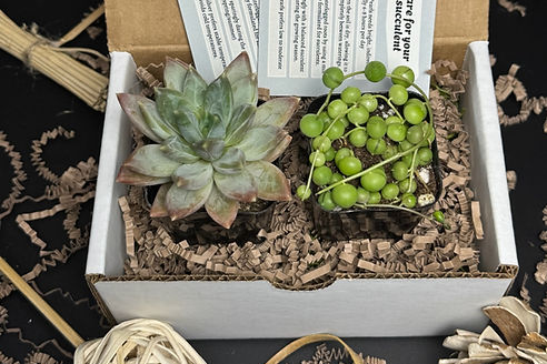 Box containing a succulent plant and a small green plant, with care instructions on a black textured background.