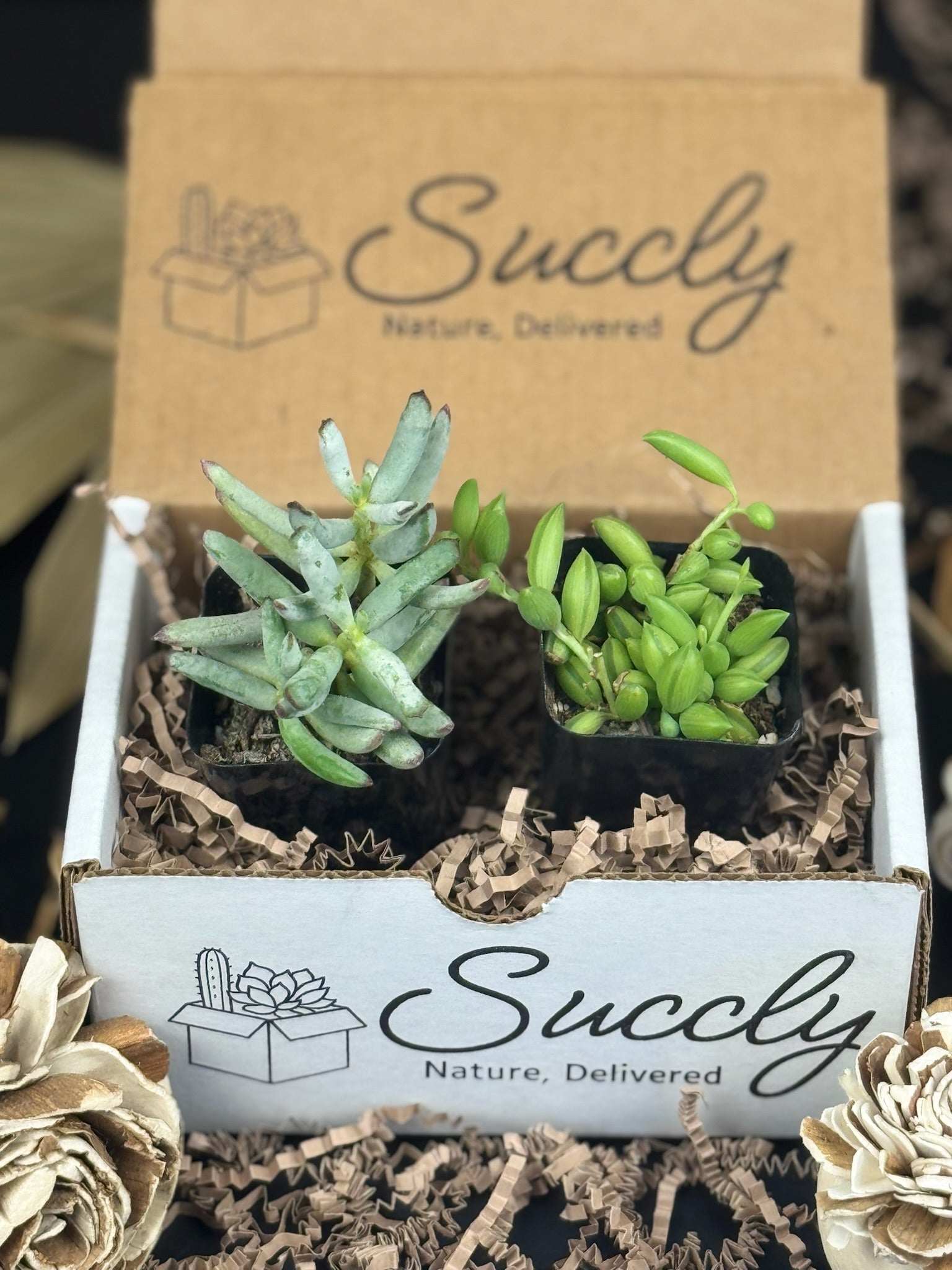 succulent plant subscription box Succly Subscription Box