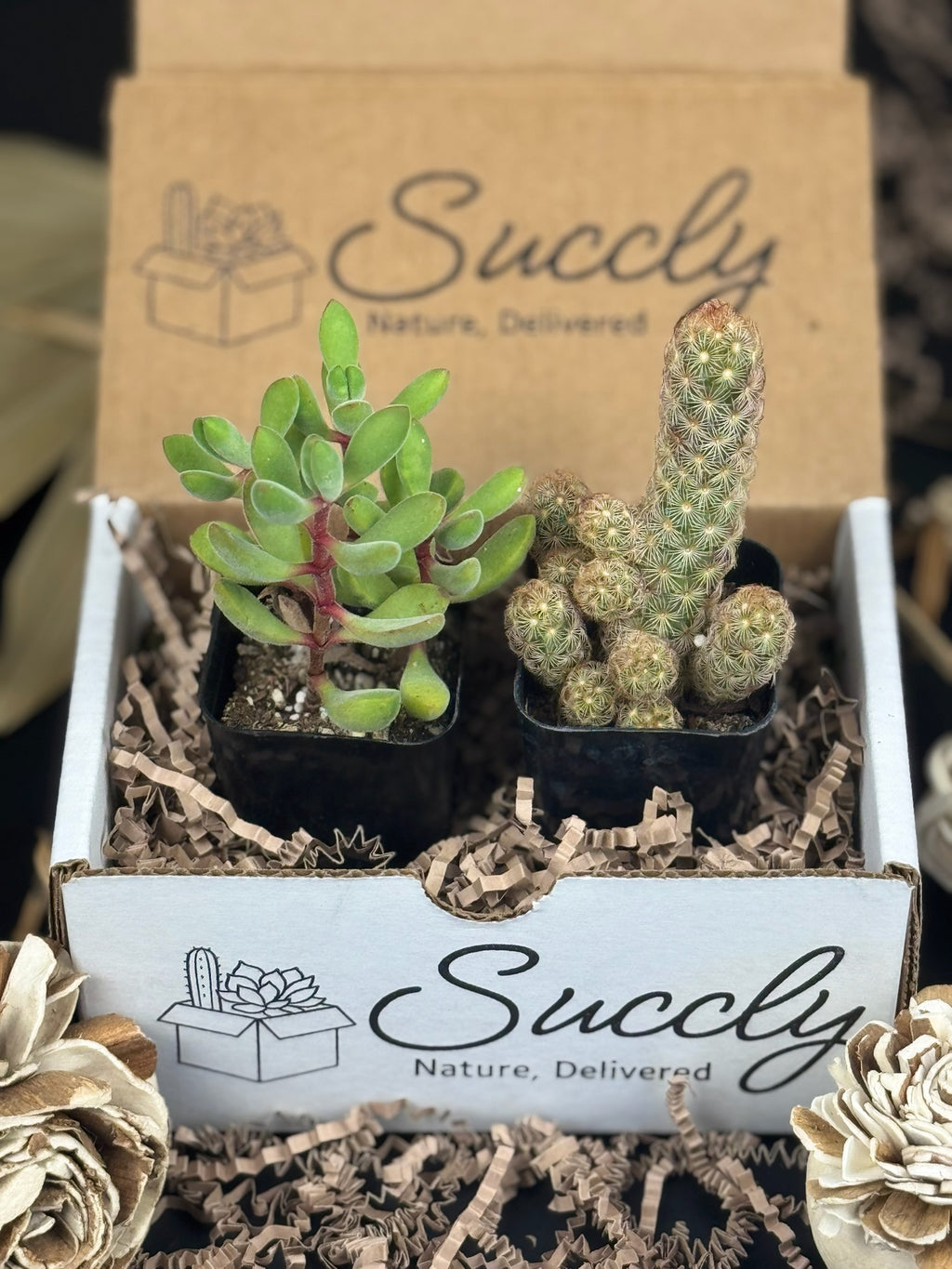 succulent birthday gift Succly Subscription Box