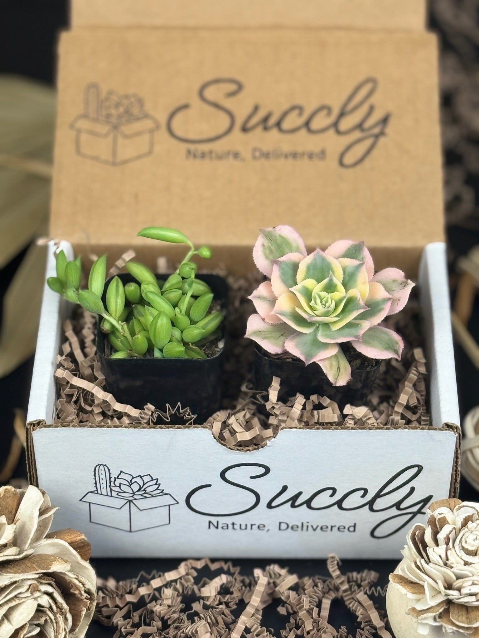 succulent letter box Succly Subscription Box