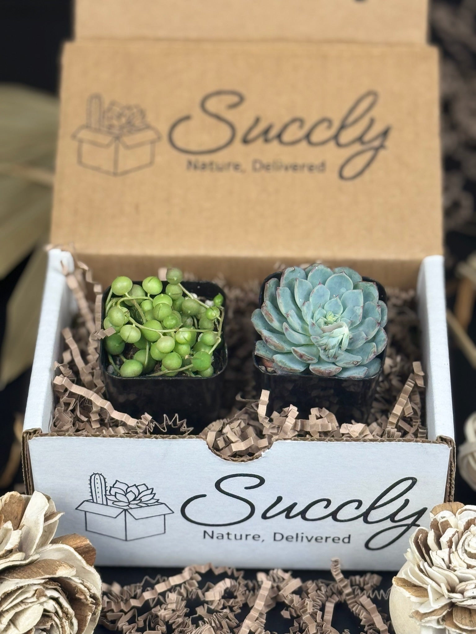 monthly succulent subscription Succly Subscription Box