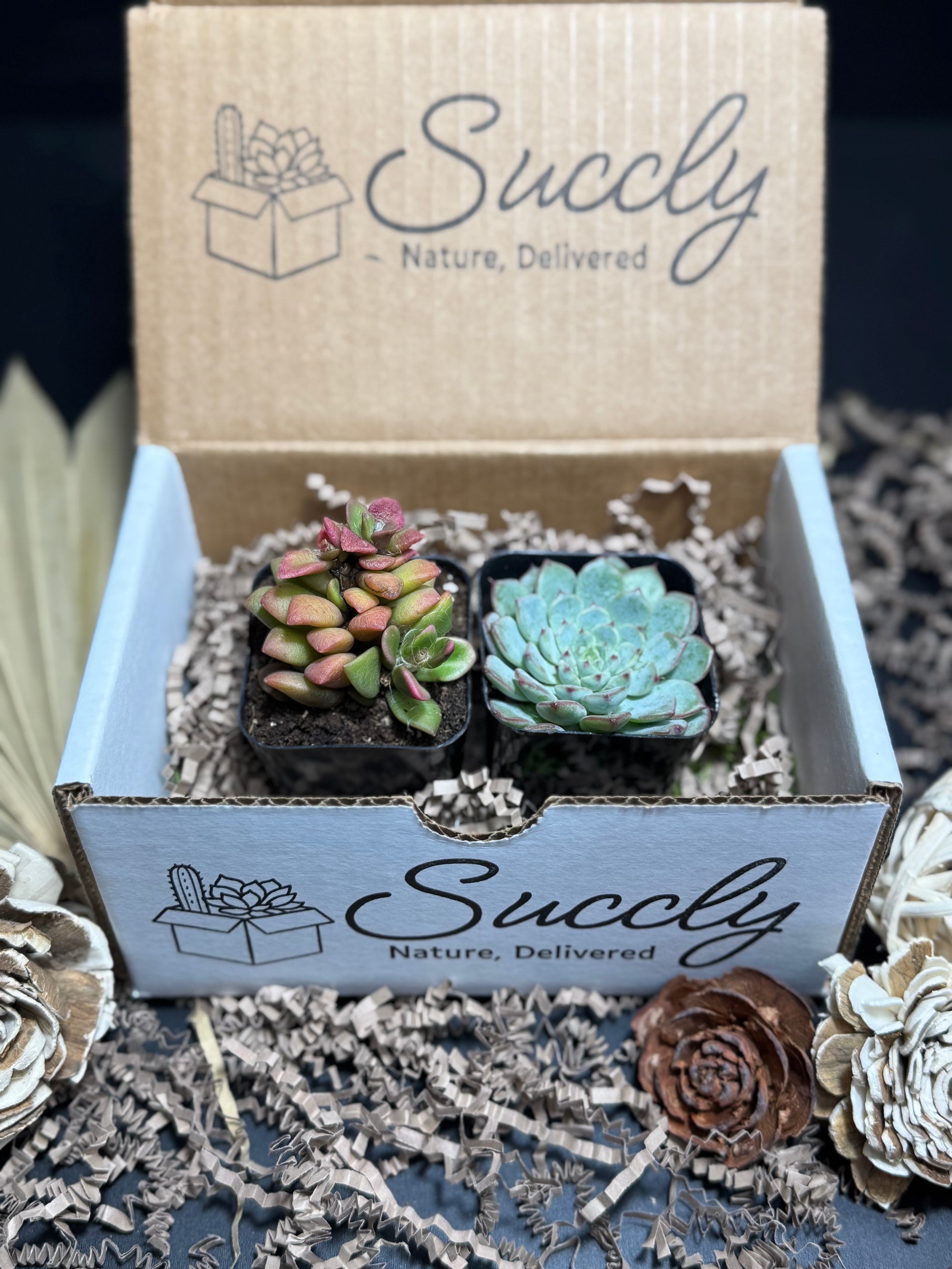 succulent monthly subscription Succly Subscription Box