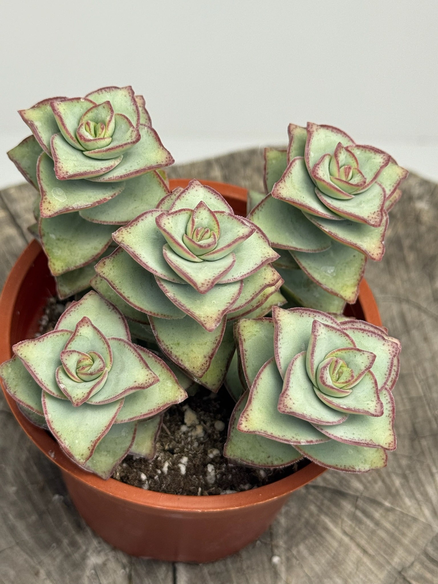 perforata succulent Crassula Perforata (String of Buttons)