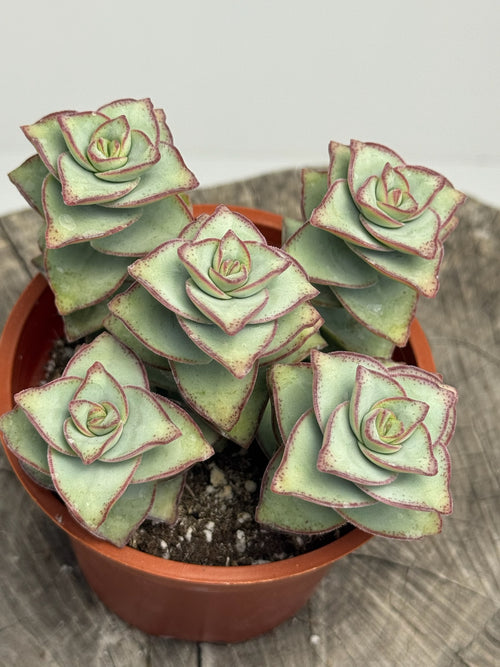 Crassula Perforata (String of Buttons)