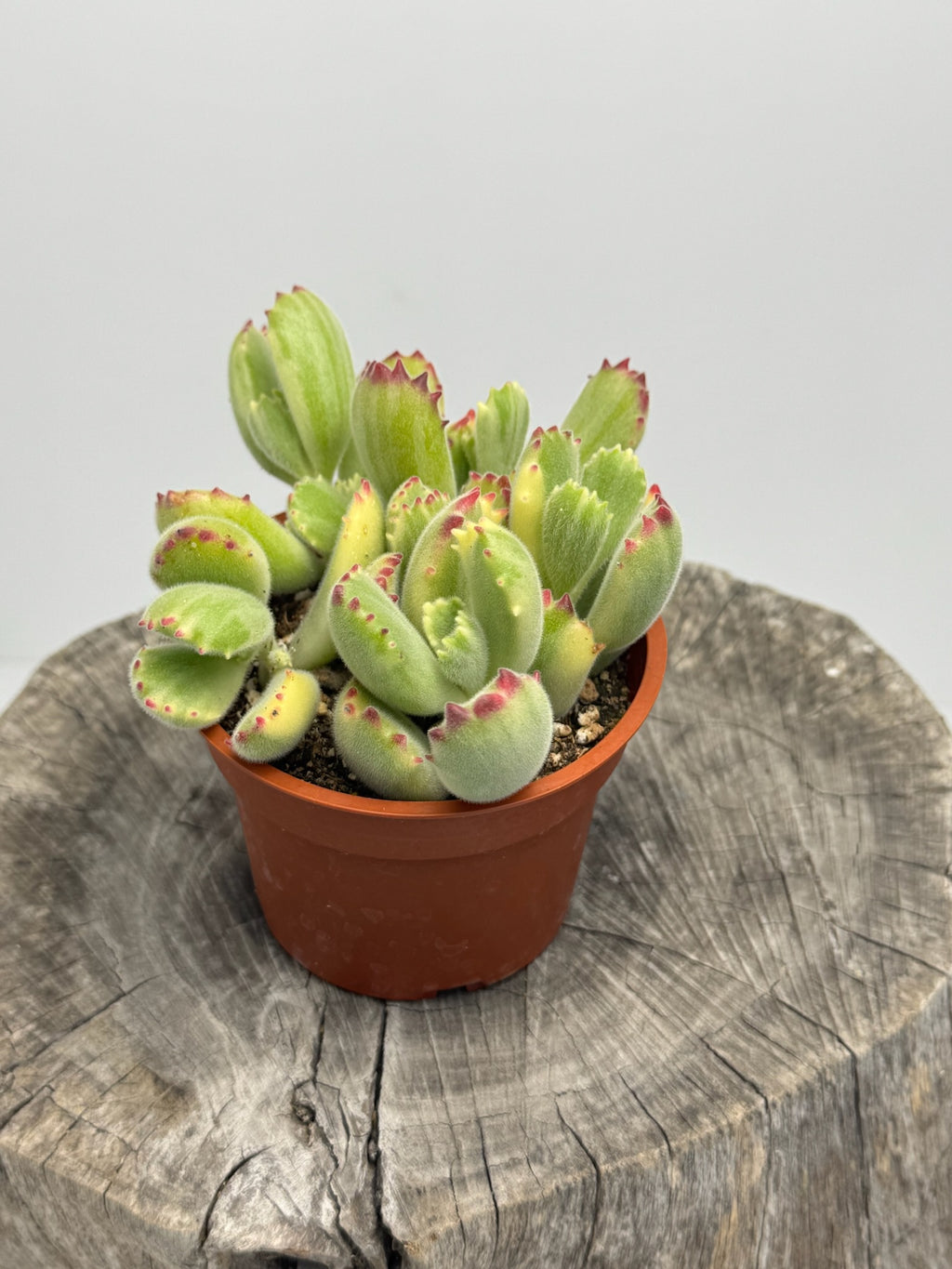 fuzzy bear claw succulent Variegated Bear Paw- Cotyledon Tomentosa – Succly