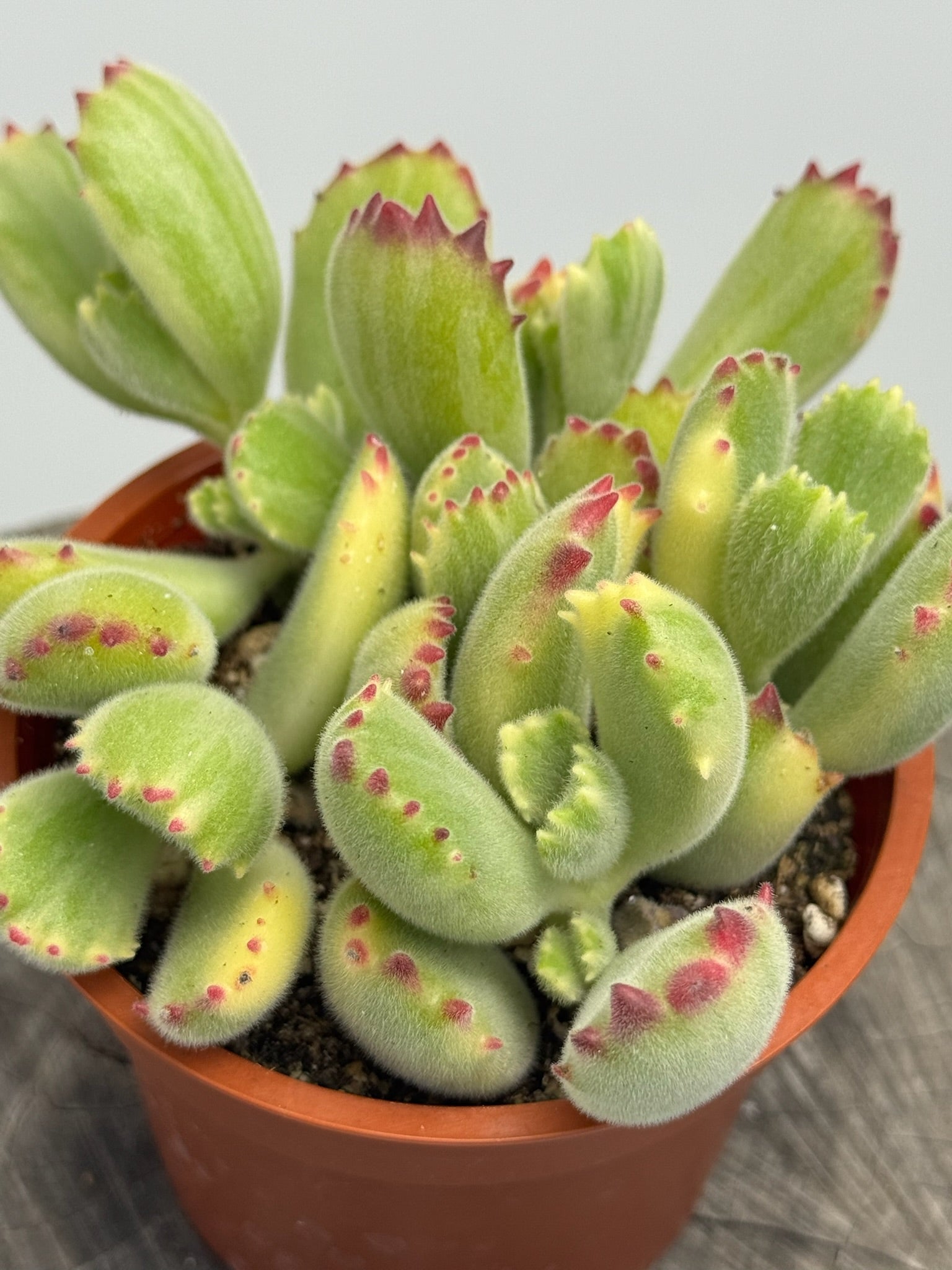 bear paw succulent plant Variegated Bear Paw- Cotyledon Tomentosa – Succly