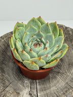 Echeveria Colorata