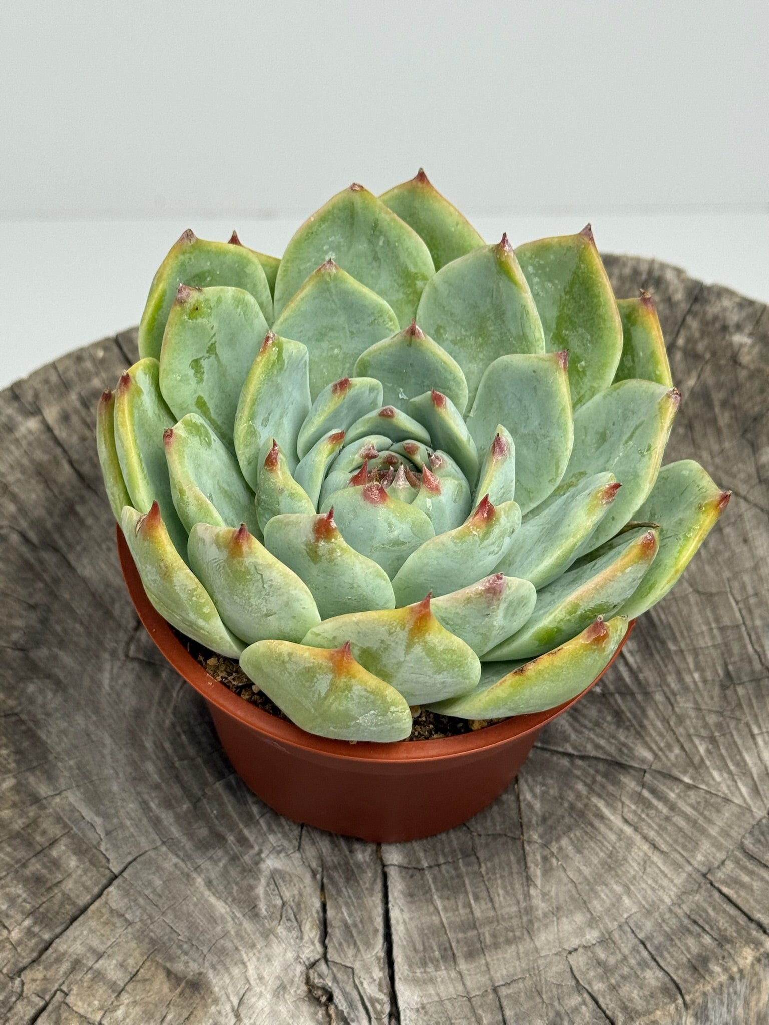 Echeveria Colorata