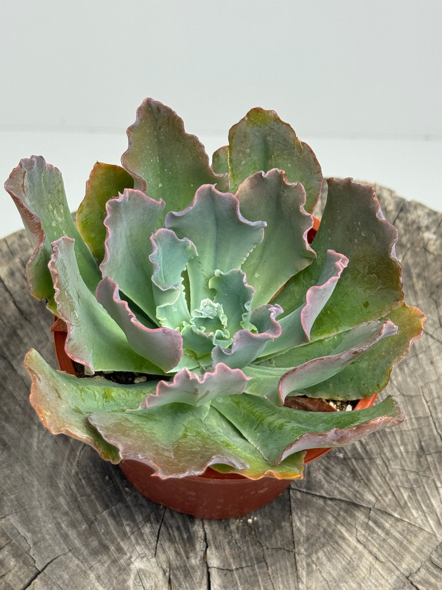 neon green succulent Echeveria Neon Breaker – Succly