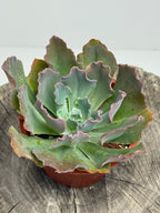 Echeveria Neon Breaker
