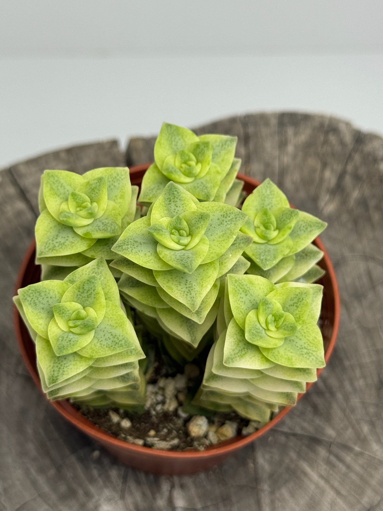 succulent string of buttons Crassula Perforata (Variegated String of Buttons) – Succly