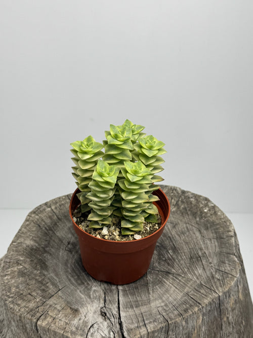 Crassula Perforata (Variegated String of Buttons)