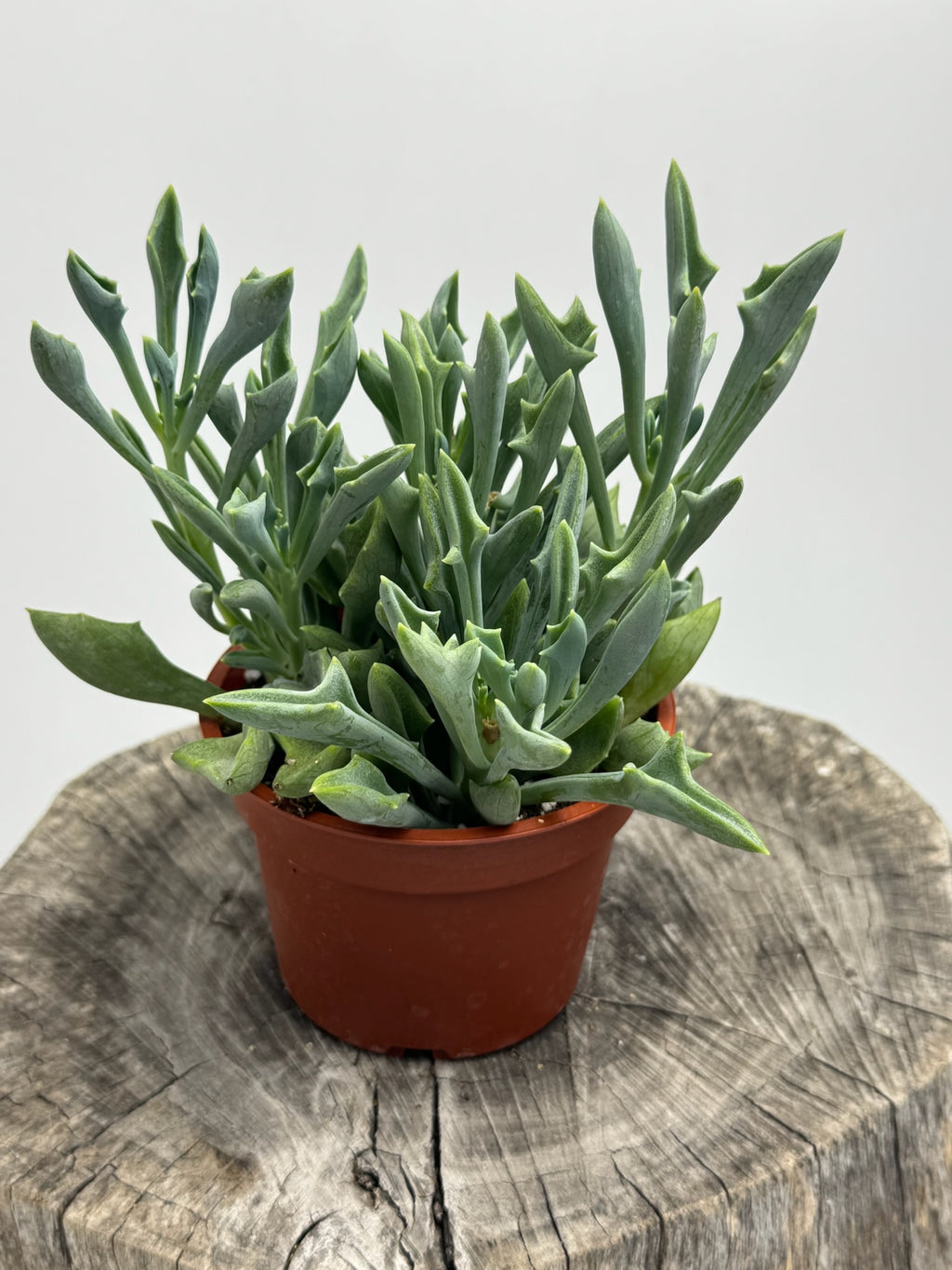 Spear Head- Senecio Kleiniiformis