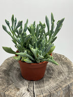 Spear Head- Senecio Kleiniiformis