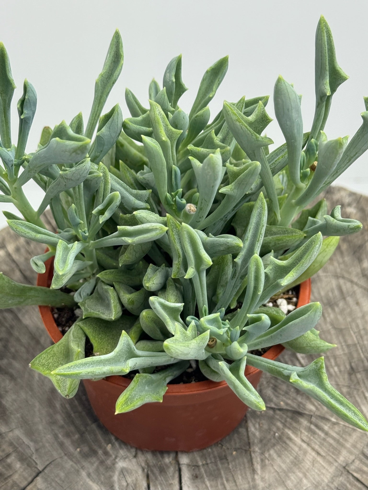 house plant with spear shaped leaves Spear Head- Senecio Kleiniiformis