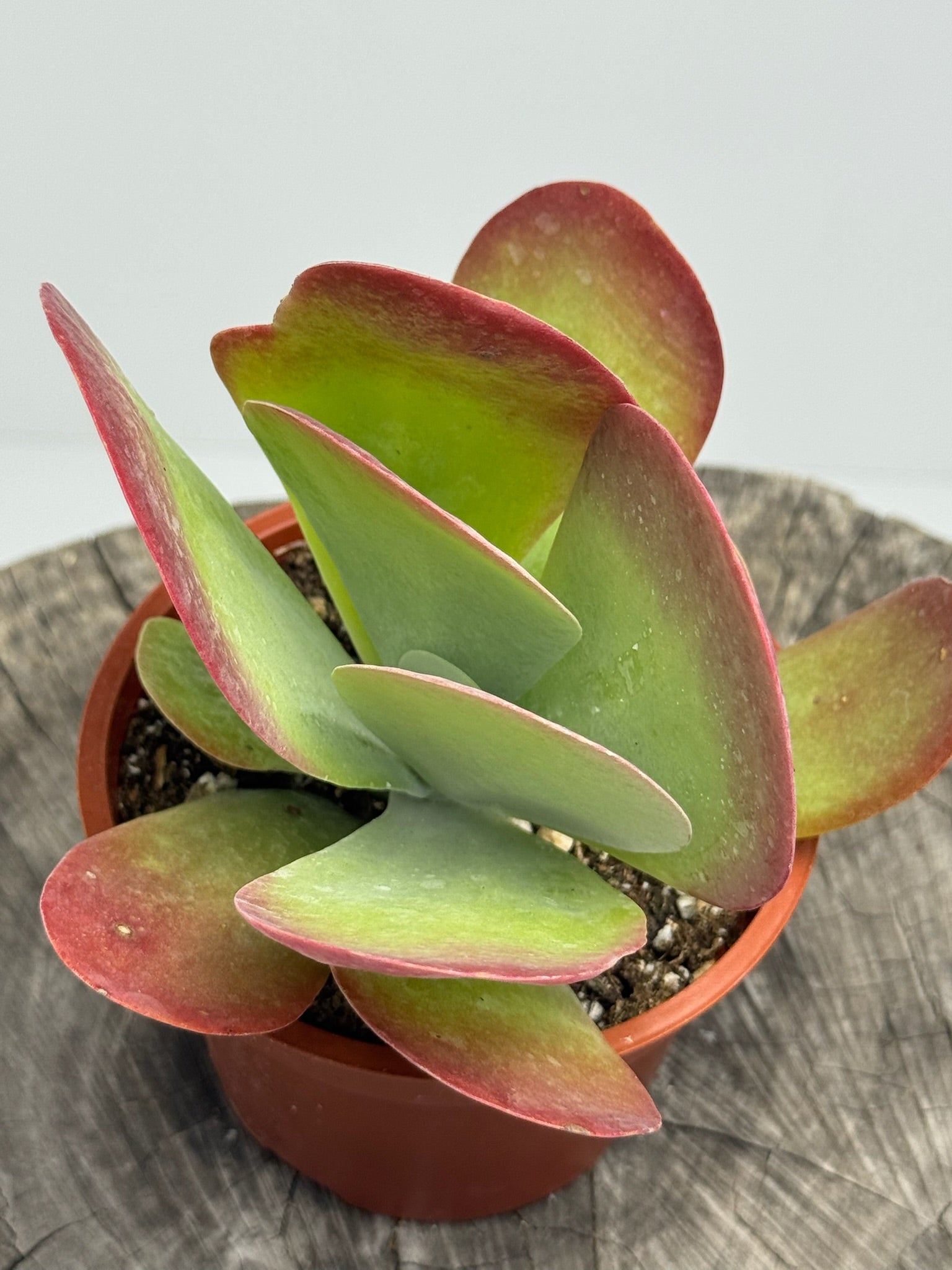 Kalanchoe Luciae Paddle Plant-Flapjacks