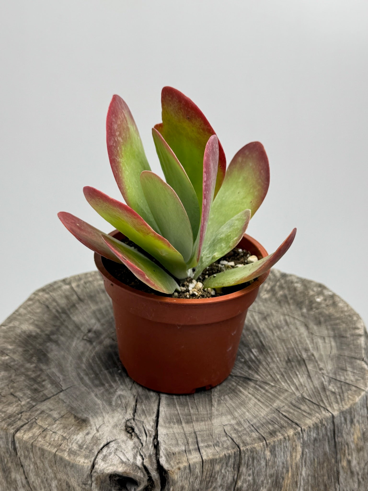 Kalanchoe Luciae Paddle Plant-Flapjacks