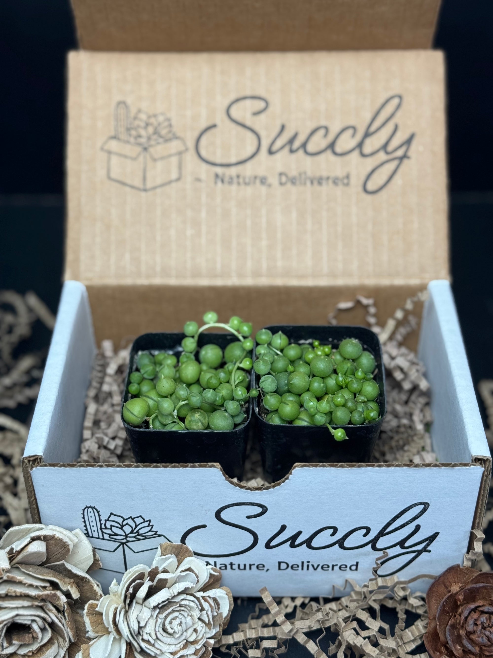 String of Pearls Box