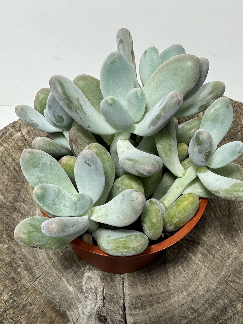 Pachyphytum oviferum- Moonstones.