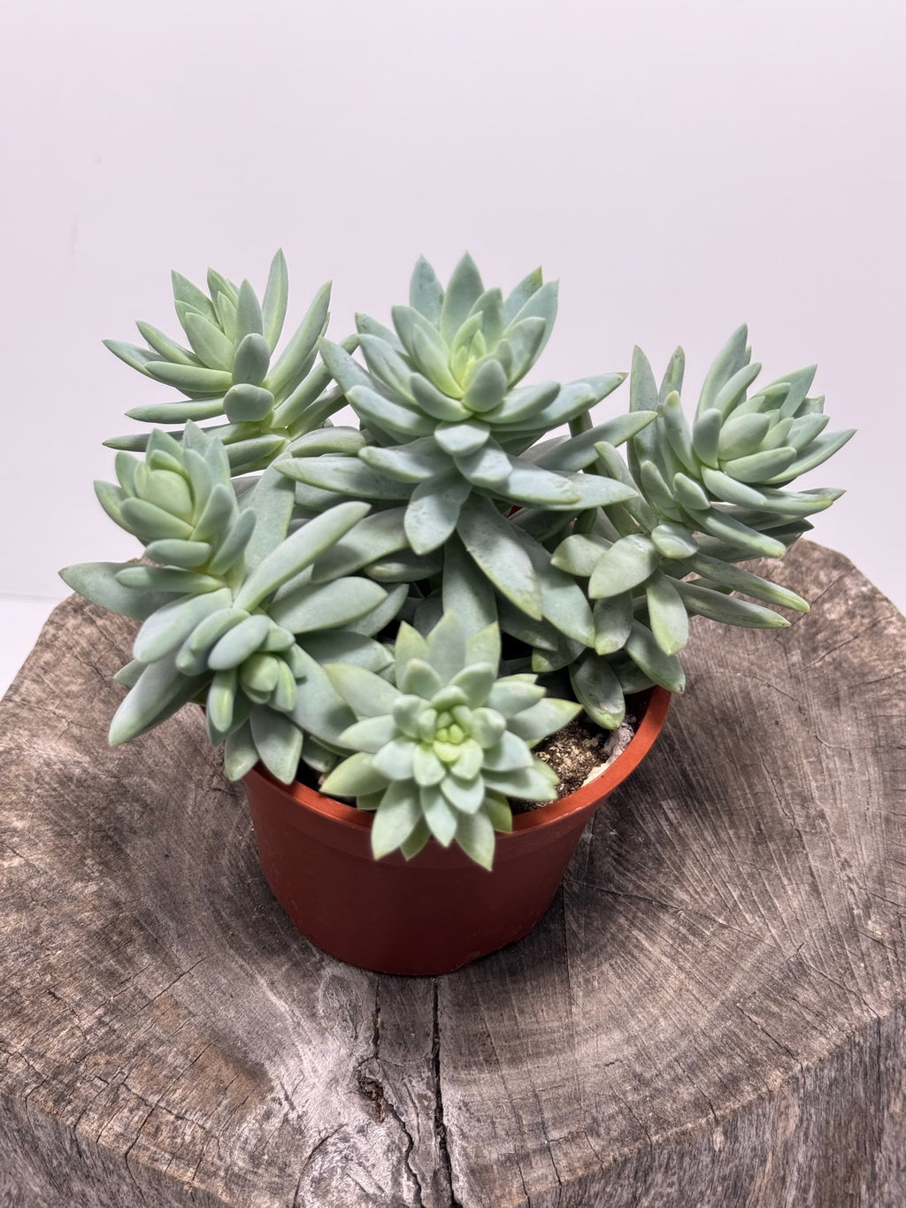 Sedevera Soft Rime/Blue Burrito