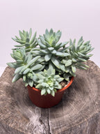 Sedevera Soft Rime/Blue Burrito