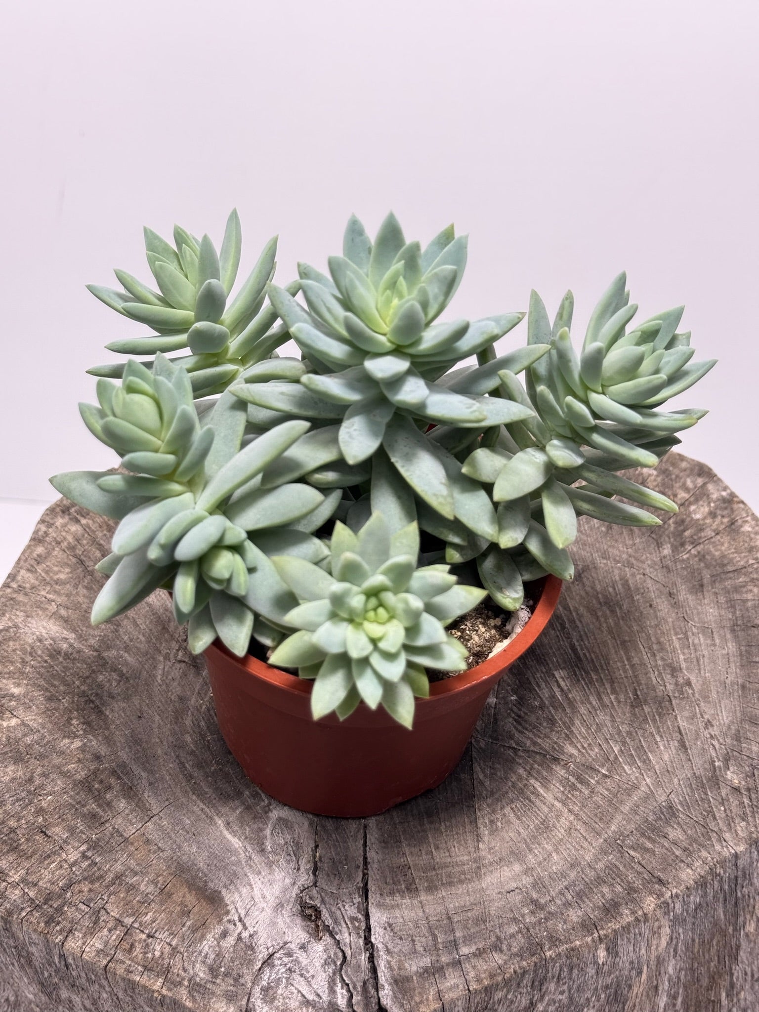 Sedevera Soft Rime/Blue Burrito