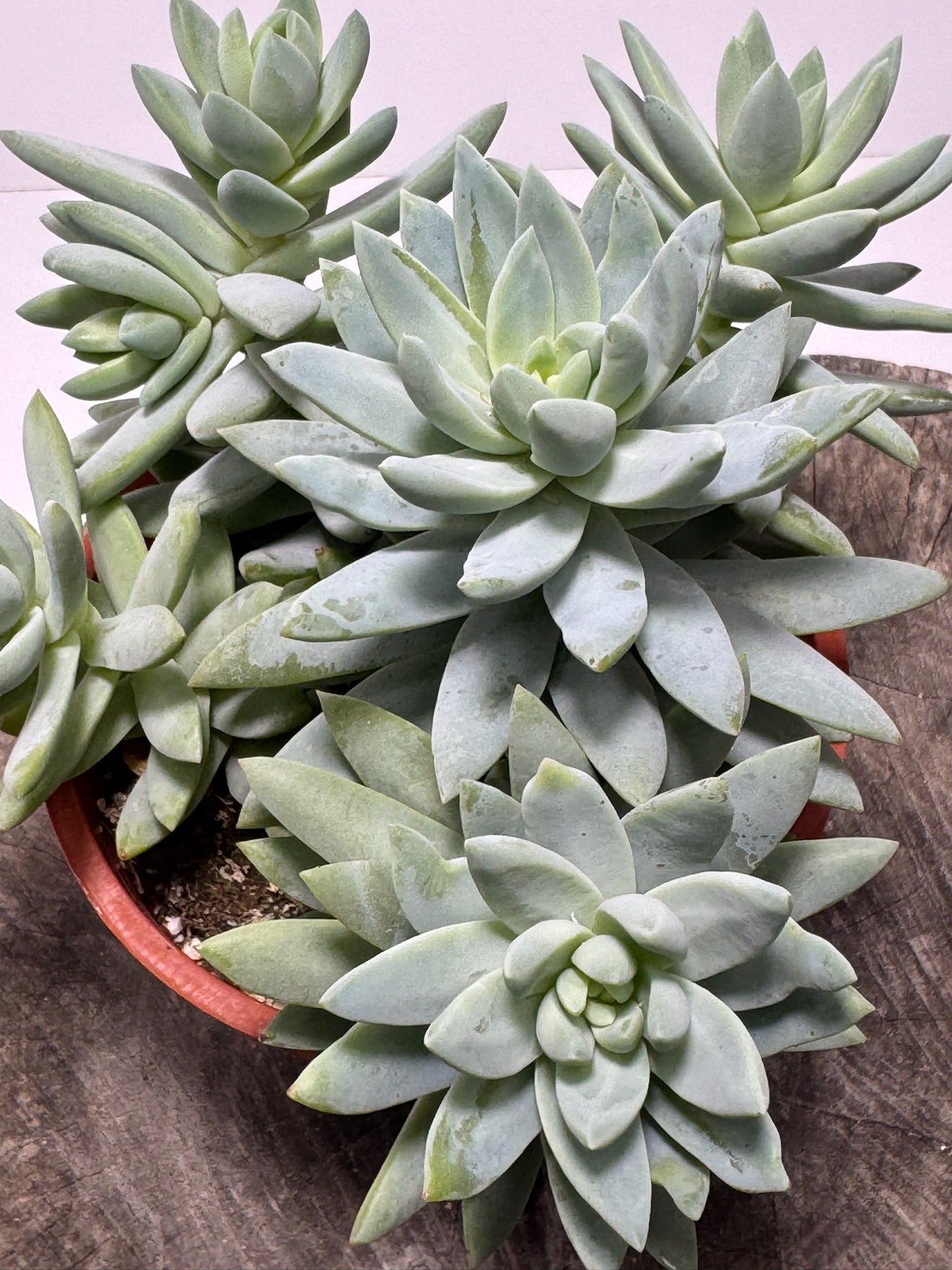 soft leaves succulent Sedevera Soft Rime/Blue Burrito – Succly
