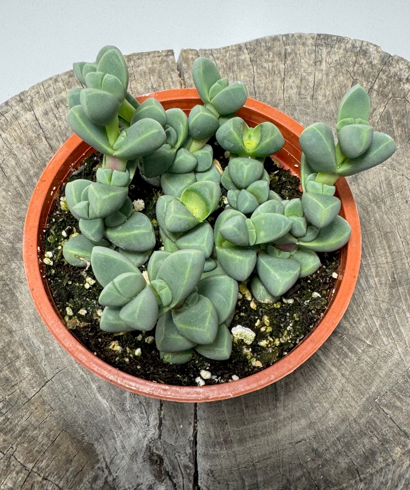 ice plants succulent Corpuscularia lehmannii (Ice Plant) – Succly