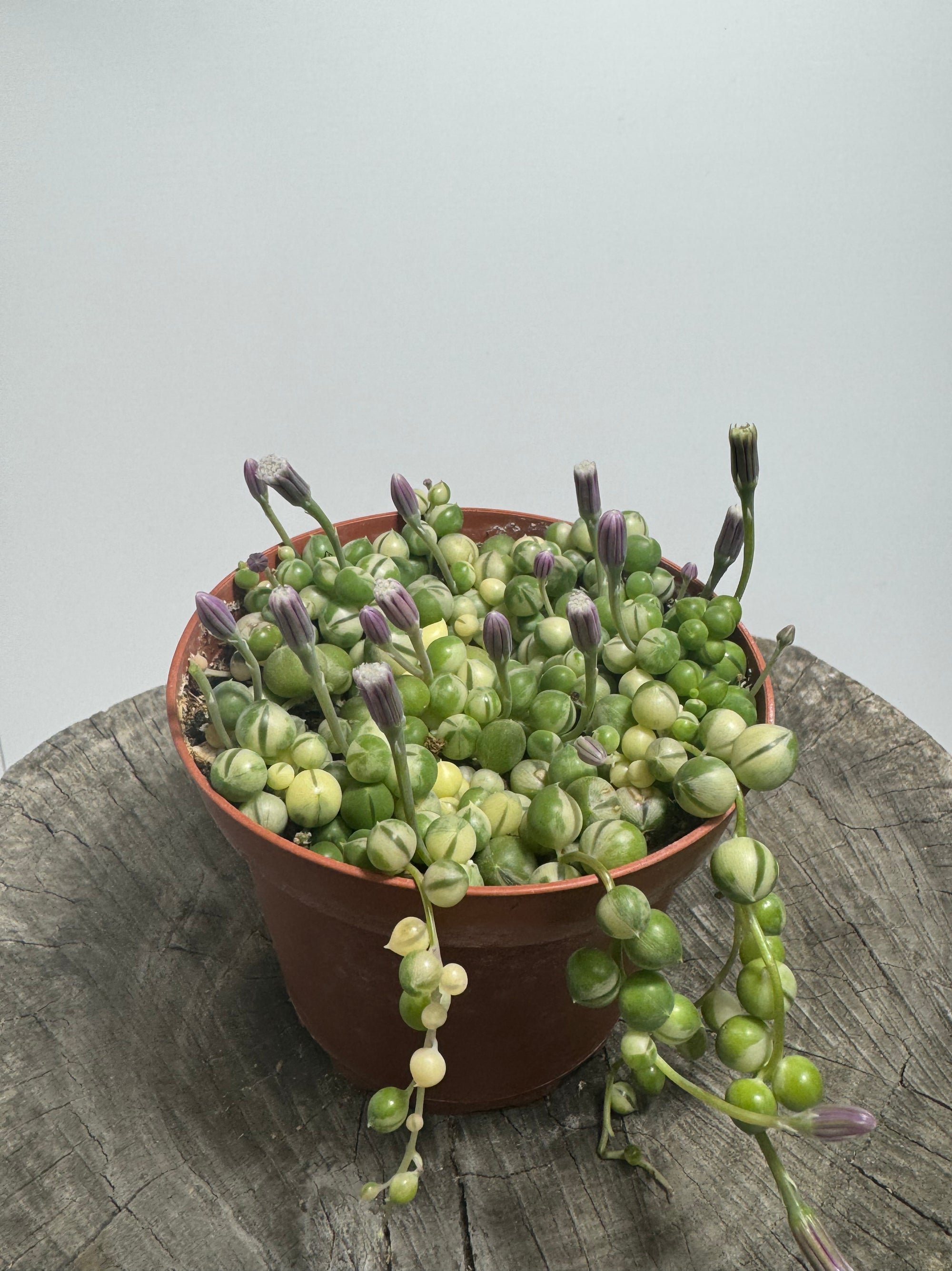 variegated pearls succulent Variegated String of Pearls