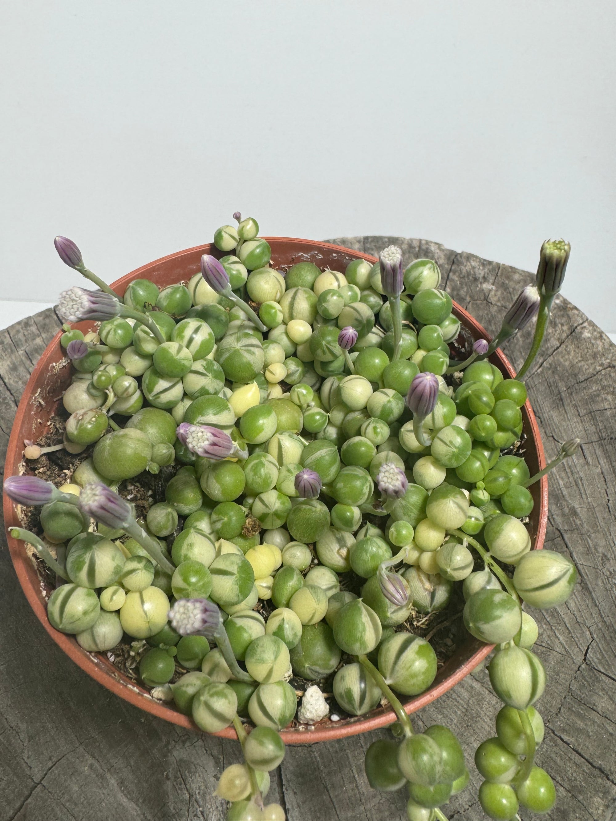 variegated string of pearls succulent Variegated String of Pearls