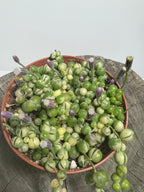 Variegated String of Pearls