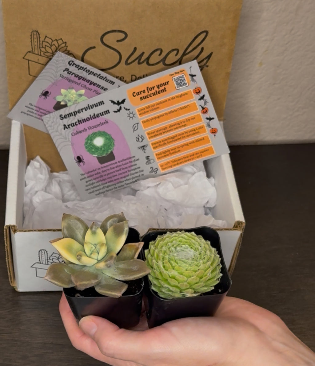 Succly Subscription Box