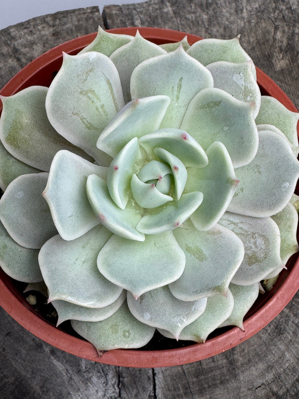 Echeveria Lola