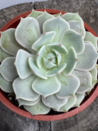 Echeveria Lola