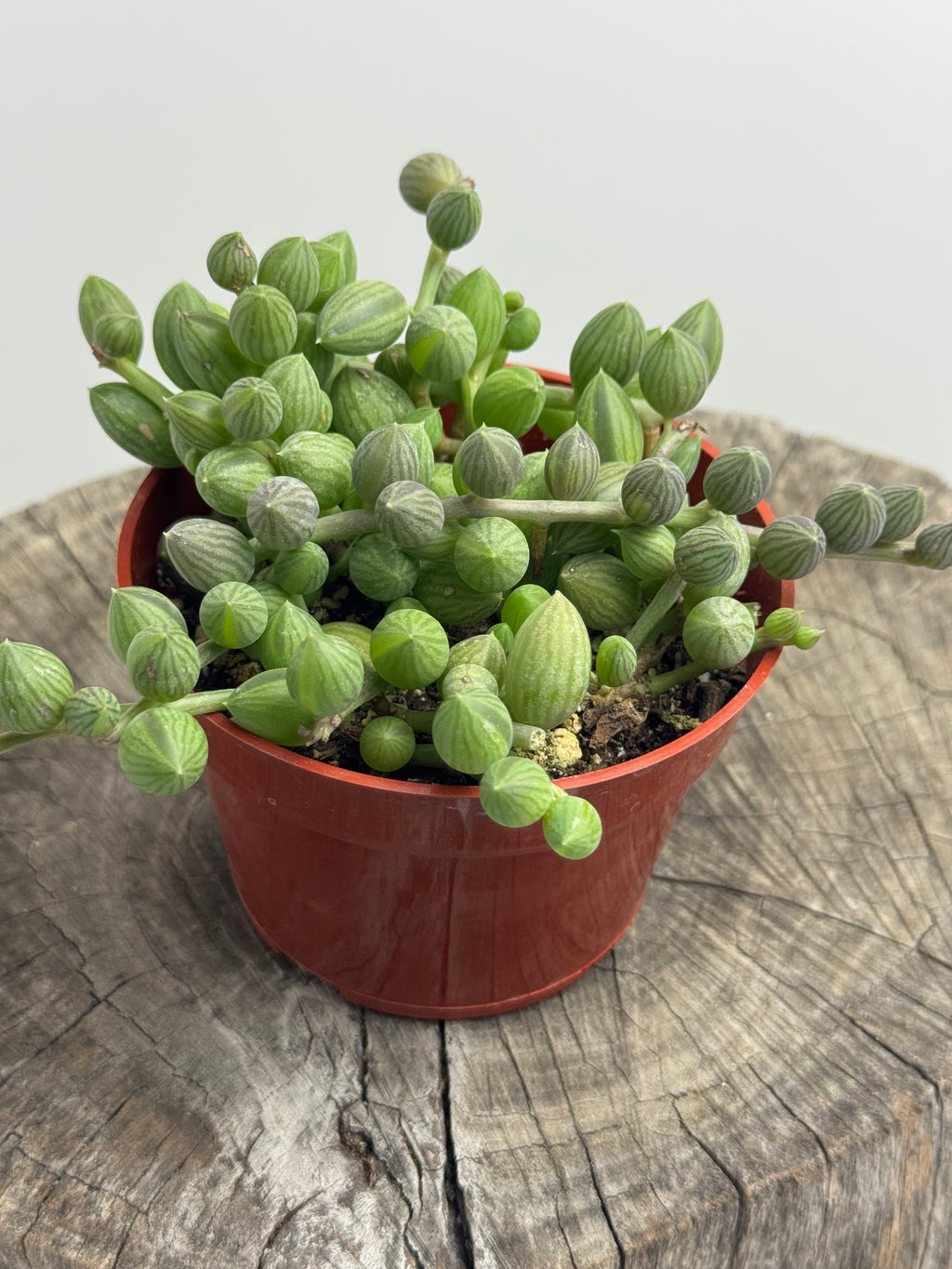 Senecio herreanus (String of Watermelon)