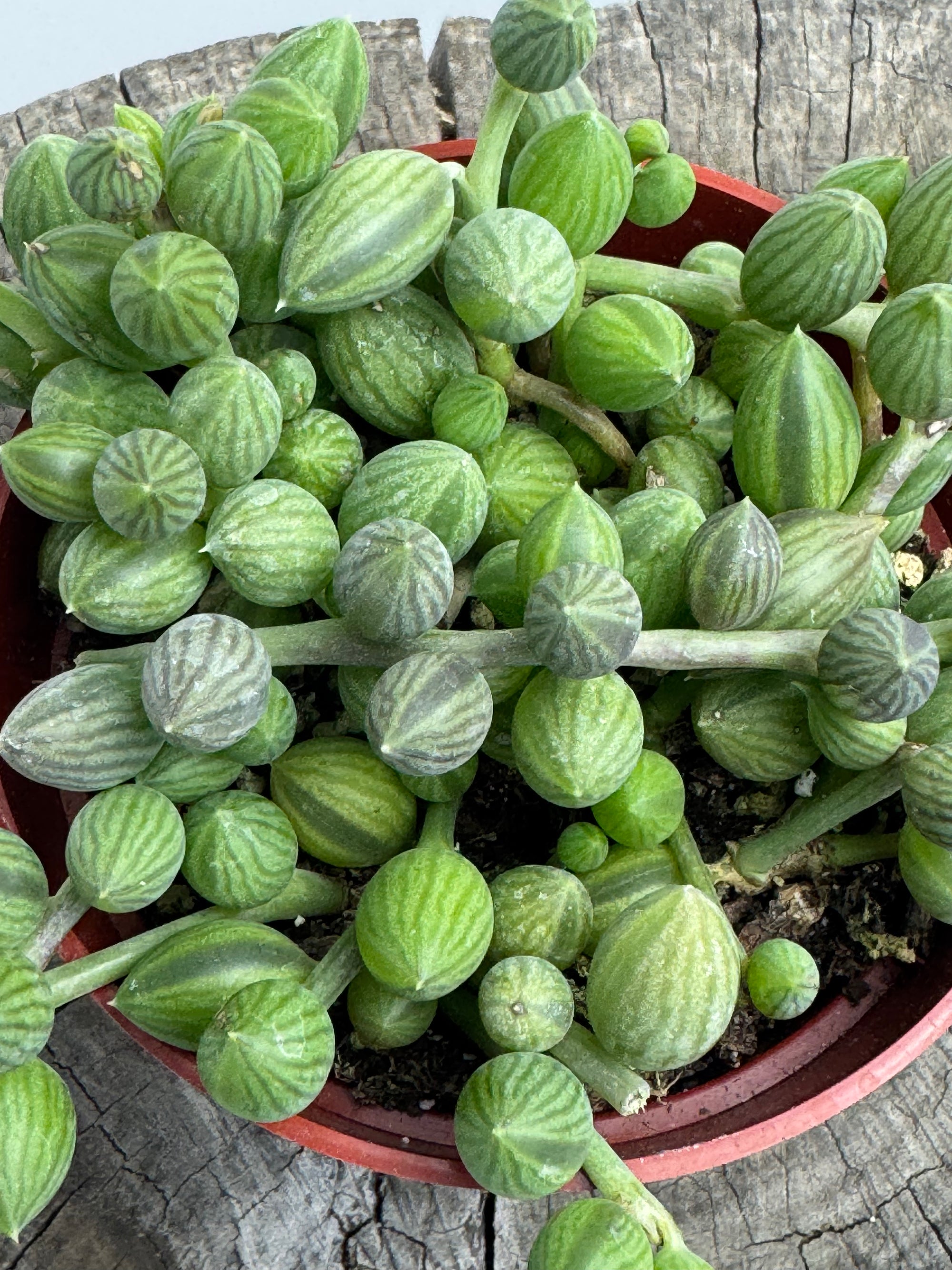 watermelon succulent plant Senecio herreanus (String of Watermelon) – Succly