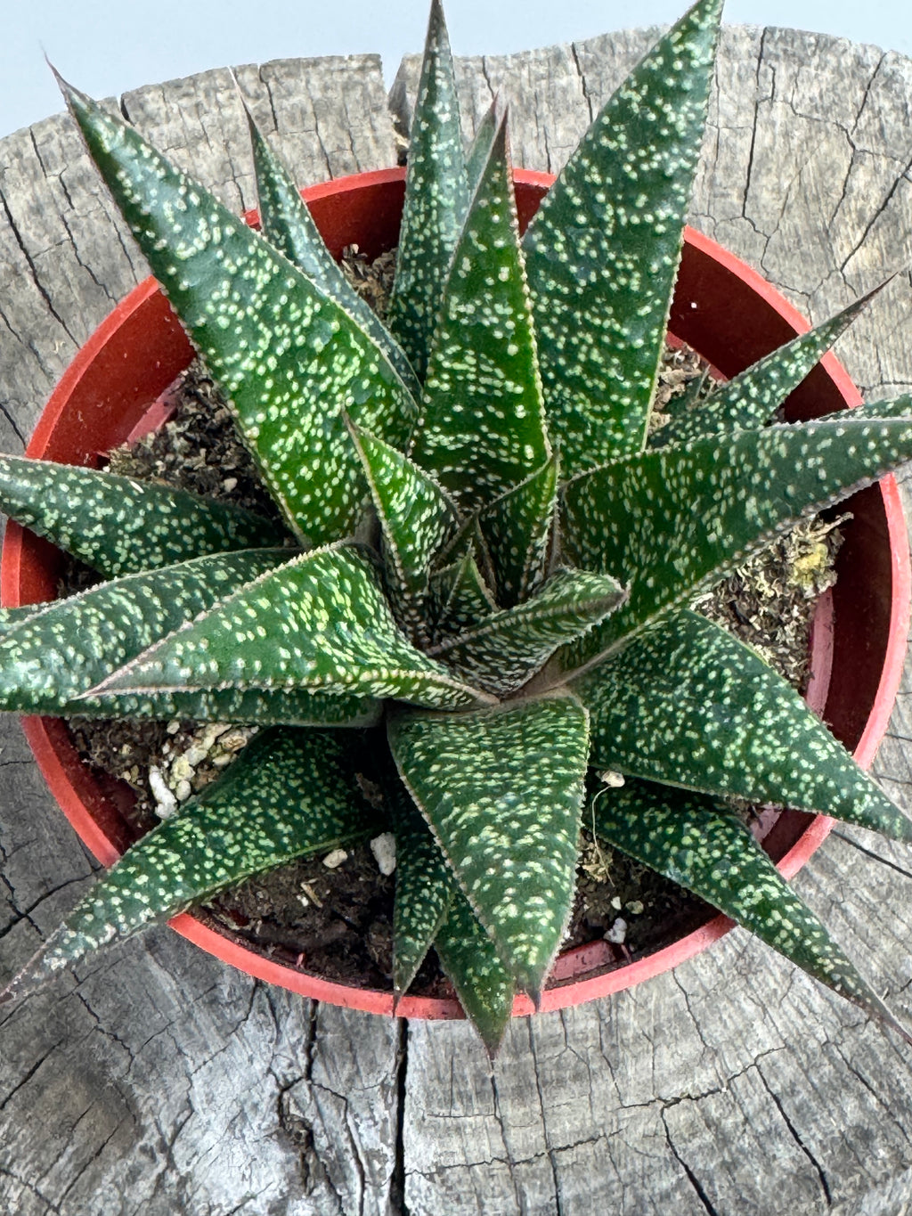 Gasteraloe beguinii – Lizard Tail