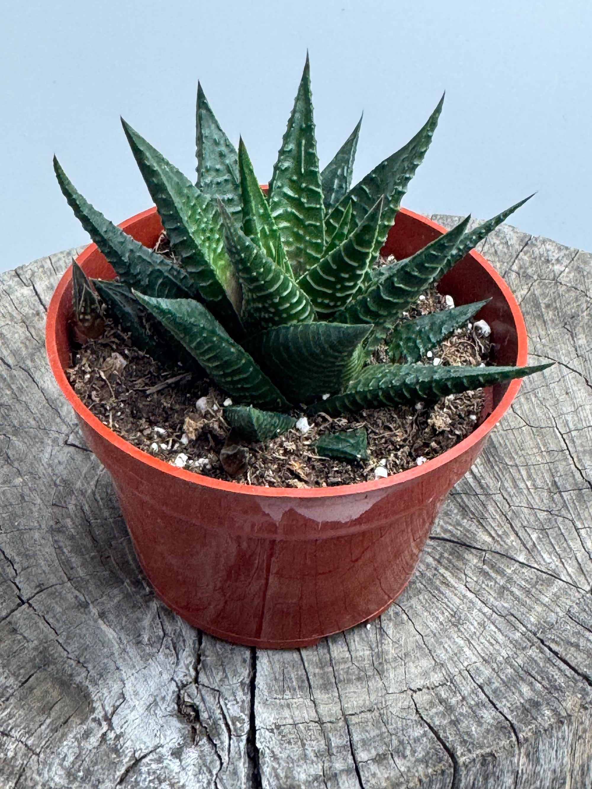 Haworthia limifolia