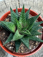 Haworthia limifolia
