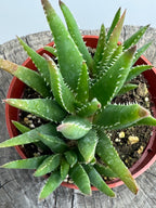 Aloe ‘Crosby’s Prolific’