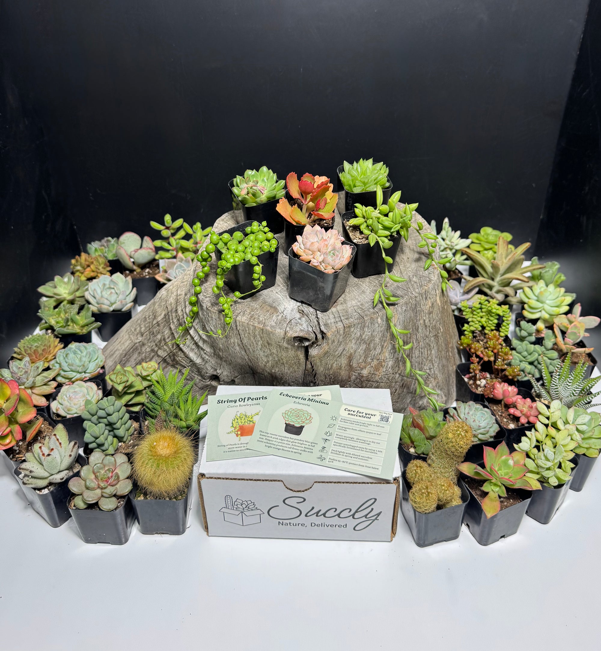 succulent subscriptions Succly Subscription Box