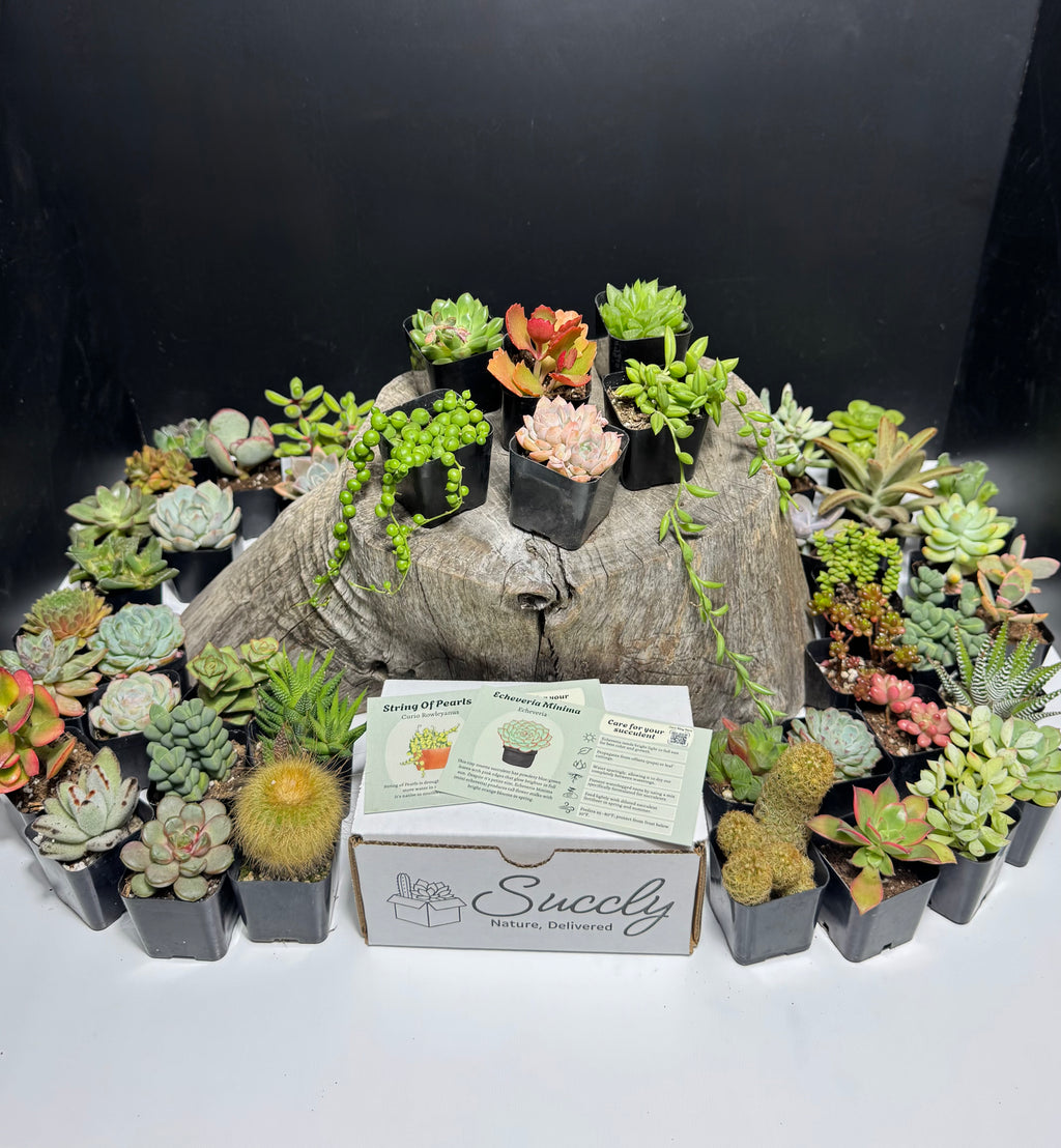 Succly Subscription Box