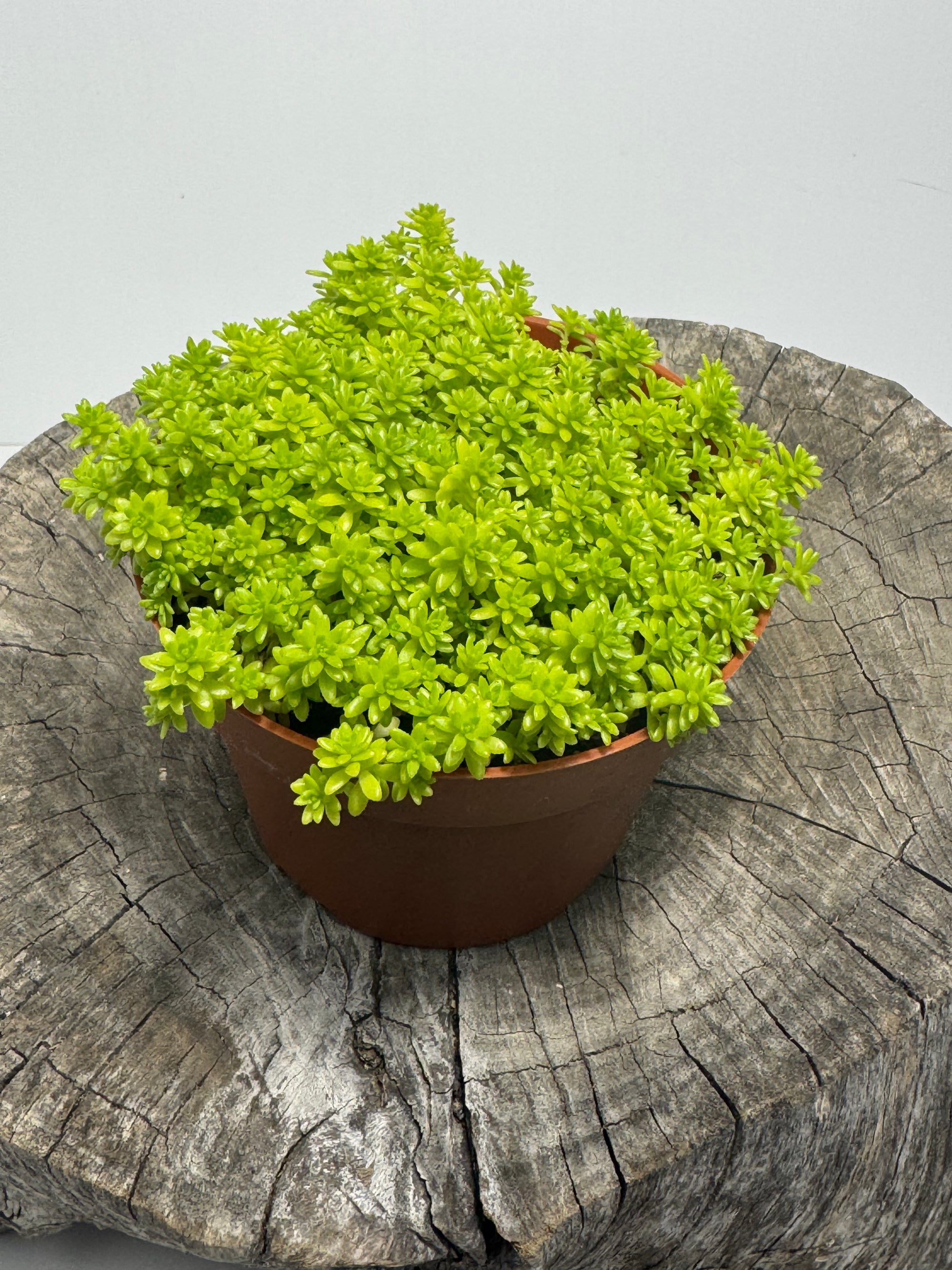 sedum golden moss succulent Sedum acre- Gold Moss