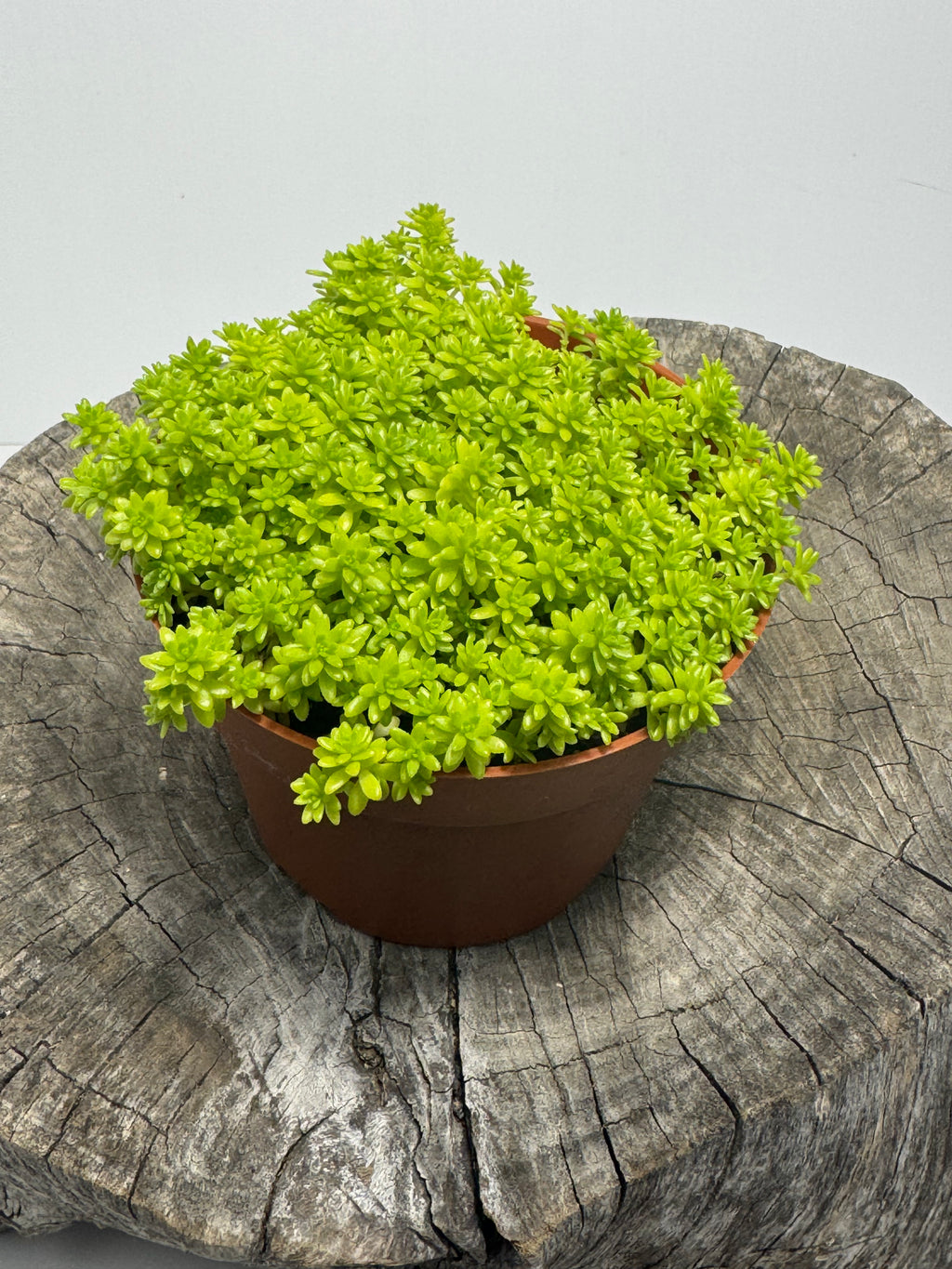 Sedum acre- Gold Moss