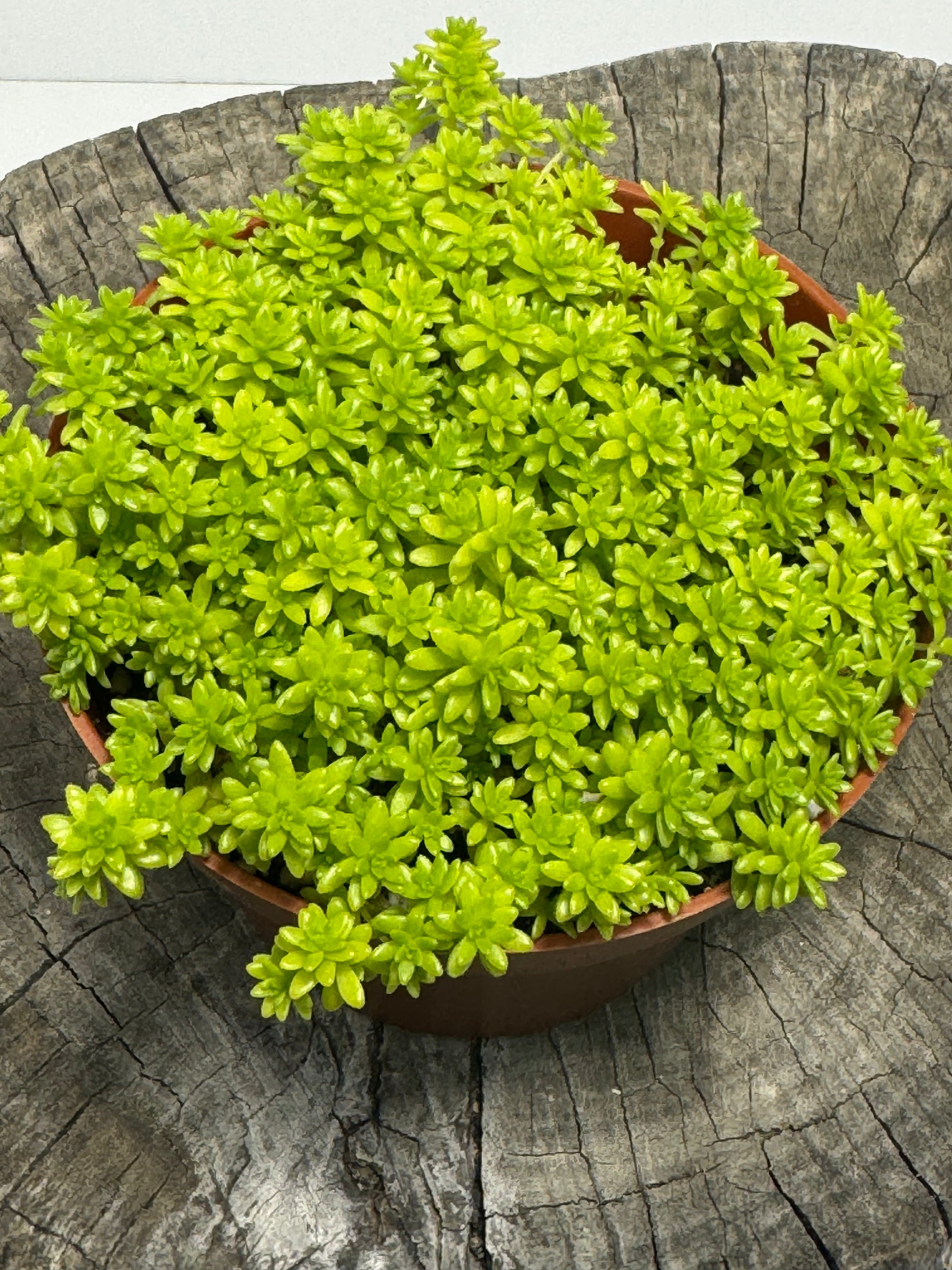 moss like succulent Sedum acre- Gold Moss