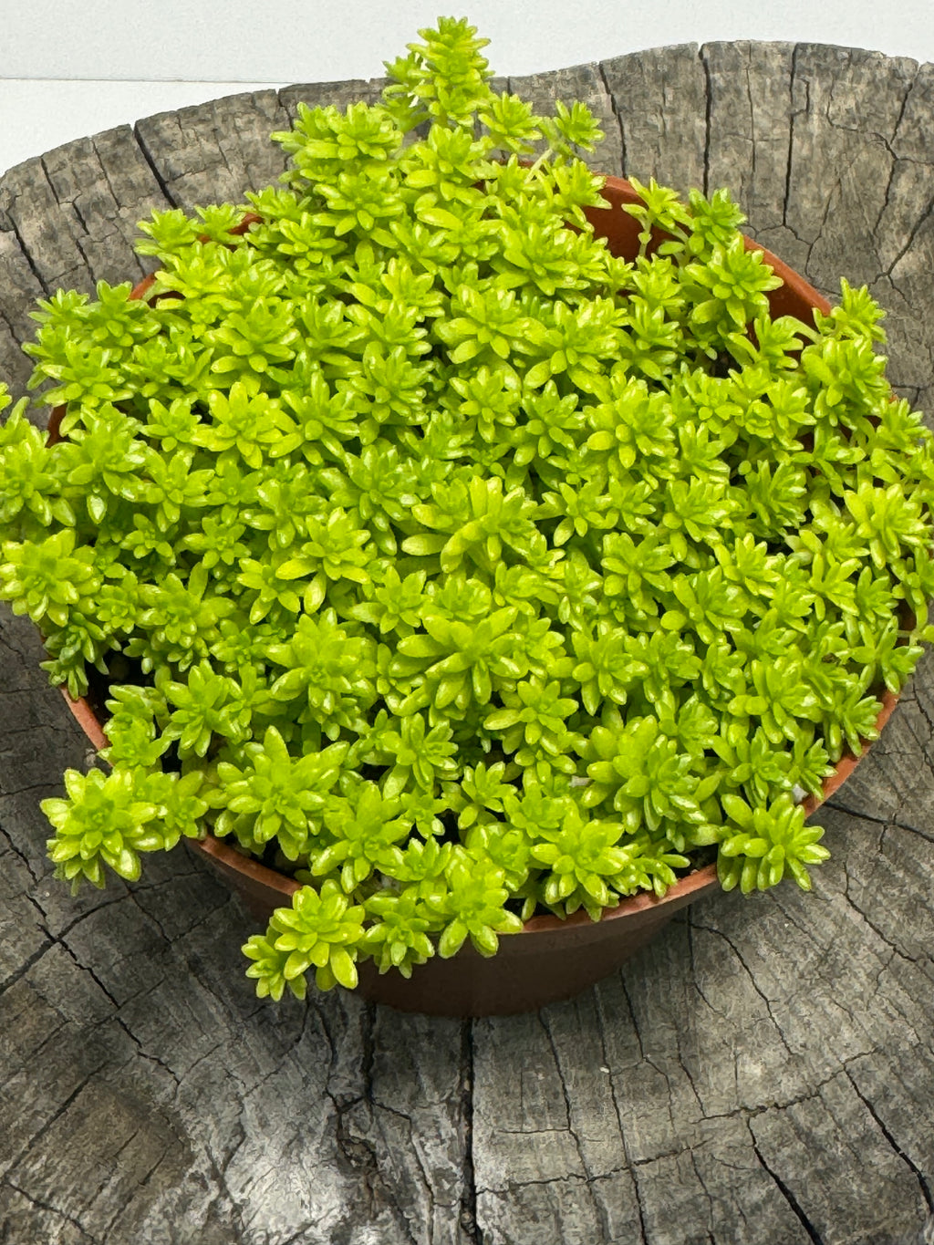 Sedum acre- Gold Moss